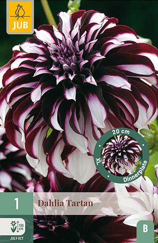 X 1 DAHLIA TARTAN