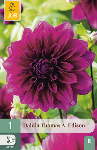 X 1 DAHLIA THOMAS A. EDISON