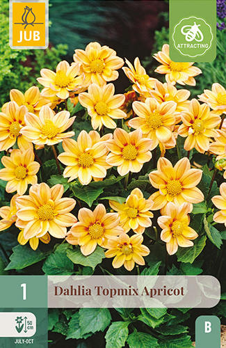 X 1 DAHLIA TOPMIX APRICOT