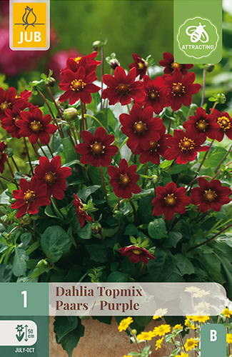 X 1 DAHLIA TOPMIX PAARS