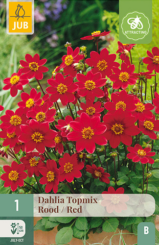X 1 DAHLIA TOPMIX ROOD