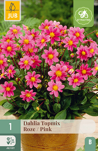 X 1 DAHLIA TOPMIX ROZE