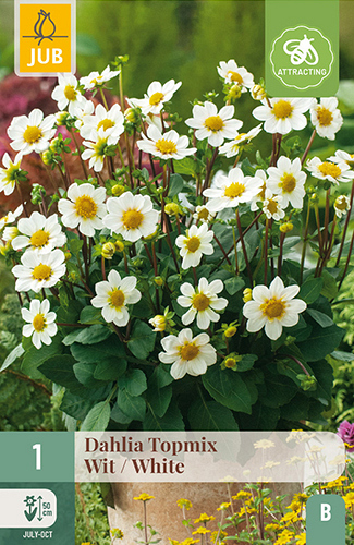 X 1 DAHLIA TOPMIX WIT