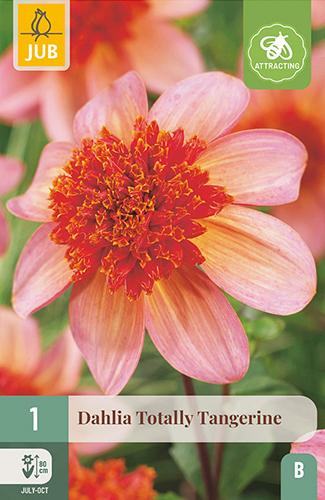 X 1 DAHLIA TOTALLY TANGERINE