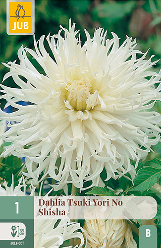 X 1 DAHLIA TSUKI YORI NO SHISHA