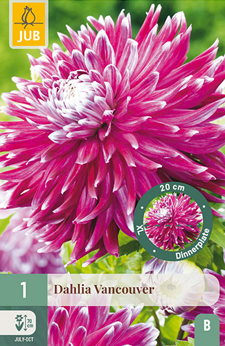 X 1 DAHLIA VANCOUVER