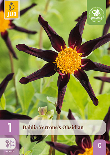 X 1 DAHLIA VERRONES OBSIDIAN
