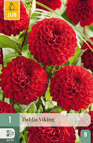 X 1 DAHLIA VIKING