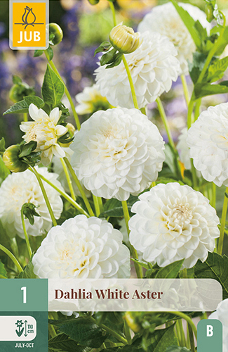 X 1 DAHLIA WHITE ASTER