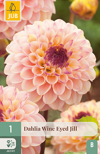 X 1 DAHLIA WINE EYED JILL