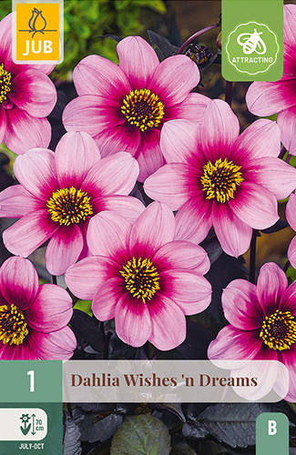 X 1 DAHLIA WISHES 'N DREAMS