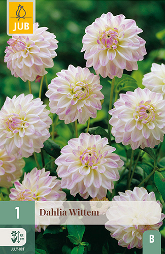 X 1 DAHLIA WITTEM