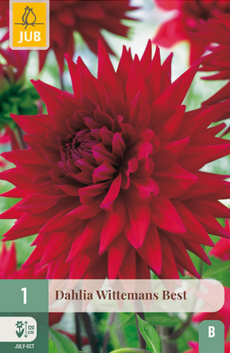 X 1 DAHLIA WITTEMANS BEST