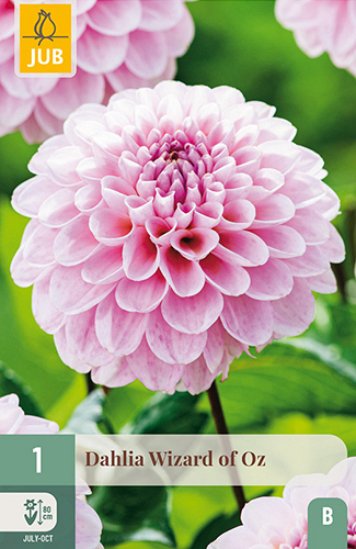 X 1 DAHLIA WIZARD OF OZ