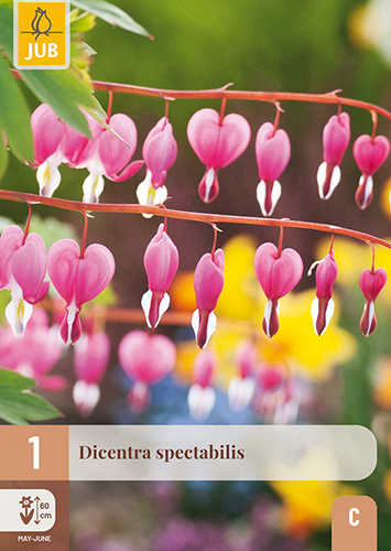 X 1 DICENTRA SPECTABILIS
