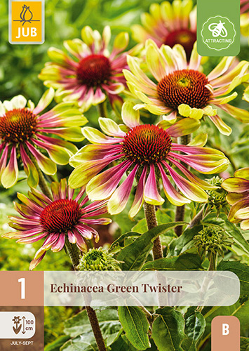 X 1 ECHINACEA GREEN TWISTER