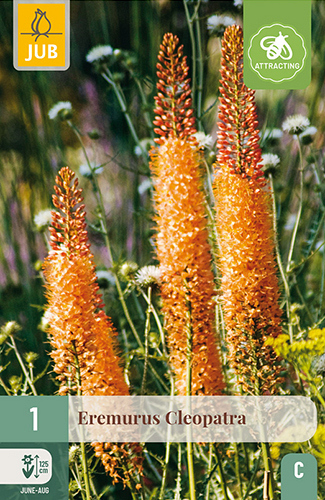 X   1 EREMURUS CLEOPATRA