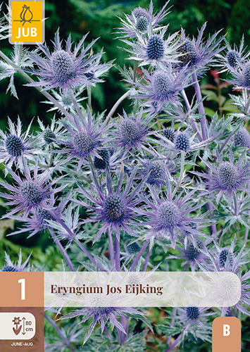 X 1 ERYNGIUM JOS EIJKING