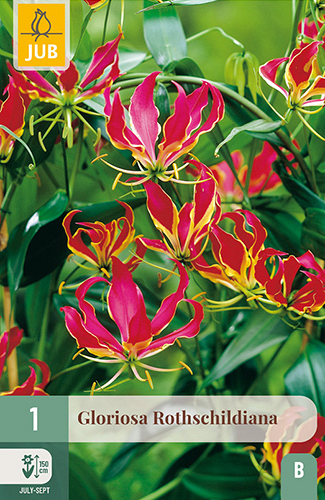 X   1 GLORIOSA ROTHSCHILDIANA