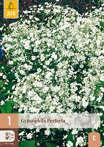 X 1 GYPSOPHILA PERFECTA