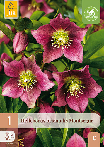 X 1 HELLEBORUS ORIENTALIS MONTSEGUR