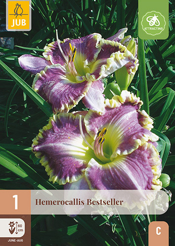 X 1 HEMEROCALLIS BESTSELLER