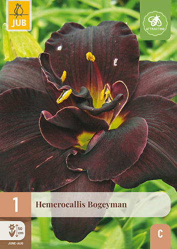 X 1 HEMEROCALLIS BOGEYMAN