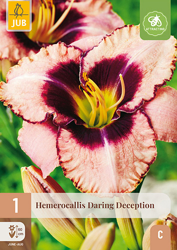 X 1 HEMEROCALLIS DARING DECEPTION