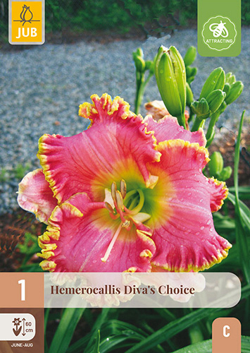 X 1 HEMEROCALLIS DIVAS CHOICE