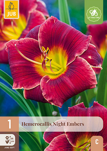 X 1 HEMEROCALLIS NIGHT EMBERS