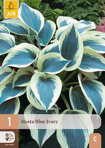 X 1 HOSTA BLUE IVORY