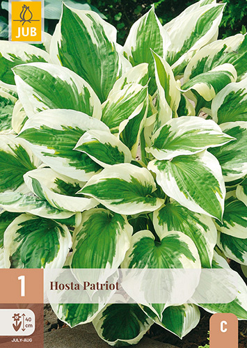 X 1 HOSTA PATRIOT