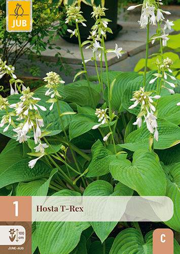 X 1 HOSTA T-REX