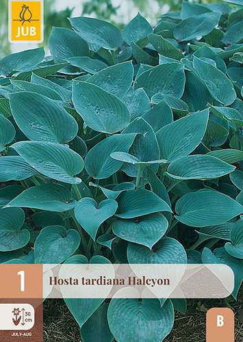 X 1 HOSTA TARDIANA HALCYON