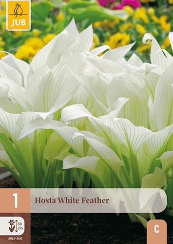 X 1 HOSTA WHITE FEATHER