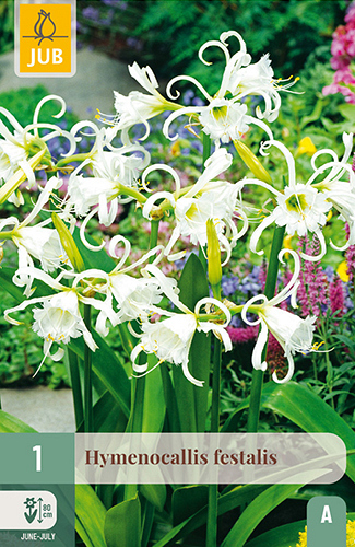 X   1 HYMENOCALLIS FESTALIS