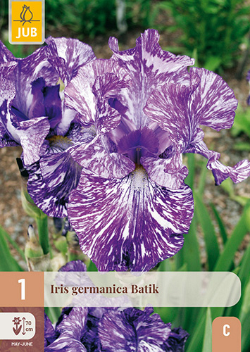 X 1 IRIS GERMANICA BATIK