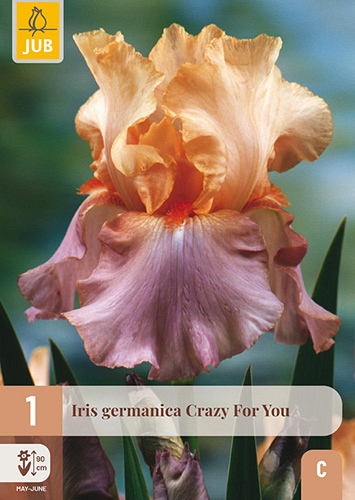 X 1 IRIS GERMANICA CRAZY FOR YOU
