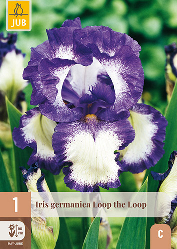 X 1 IRIS GERMANICA LOOP THE LOOP