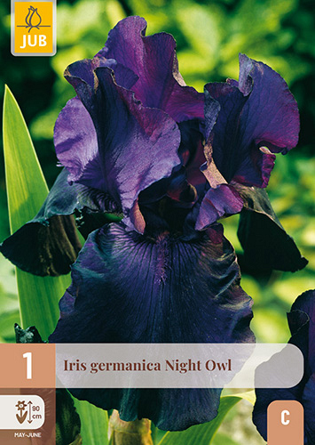 X 1 IRIS GERMANICA NIGHT OWL
