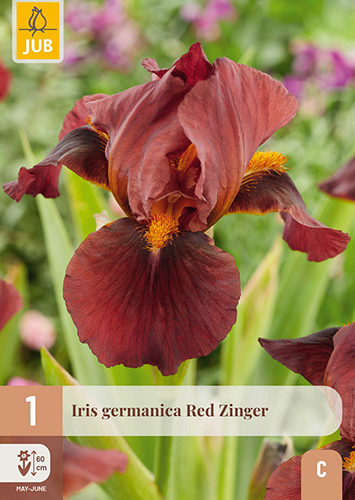X 1 IRIS GERMANICA RED ZINGER