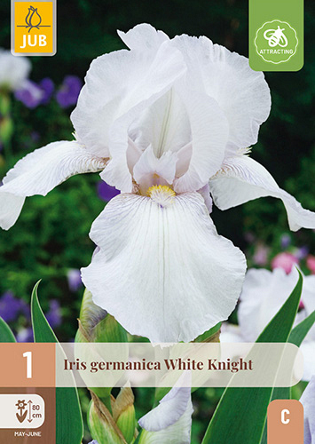 X 1 IRIS GERMANICA WHITE KNIGHT