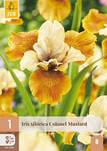 X 1 IRIS SIBIRICA COLONEL MUSTARD