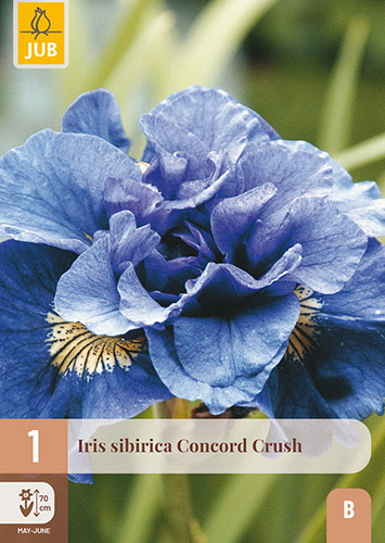 X 1 IRIS SIBIRICA CONCORD CRUSH