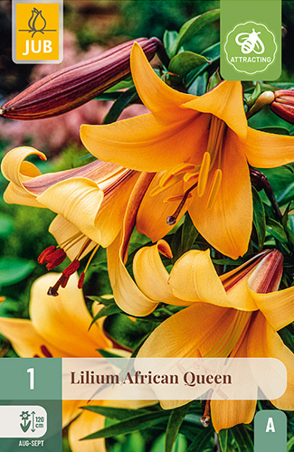 X 1 LILIUM AFRICAN QUEEN