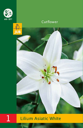 X   1 LILIUM ASIATIC WHITE