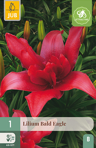 X 1 LILIUM BALD EAGLE