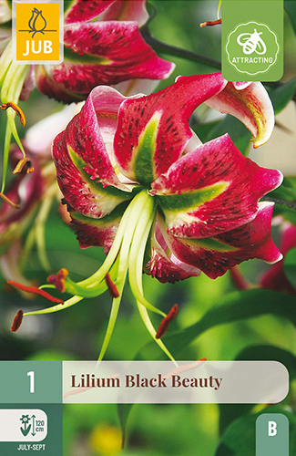 X 1 LILIUM BLACK BEAUTY