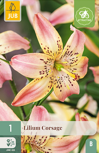 X 1 LILIUM CORSAGE