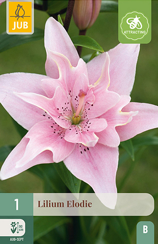 X 1 LILIUM ELODIE
